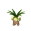 Exeggutor