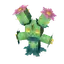 Maractus