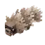 Zigzagoon